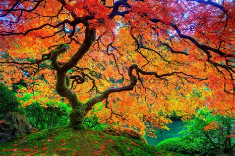 4k wallpaper tree|japanese tree wallpaper 4k.